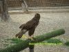 centro-recuperacion-fauna-aviario