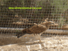 centro-recuperacion-fauna-el-valle-rapaces
