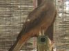 centro-recuperacion-fauna-el-valle
