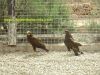 centro-recuperacion-fauna-la-alberca