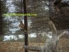 centro-recuperacion-fauna-murcia