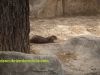 nutria-murcia