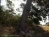 pino-fuente-del-algarrobo-barinas