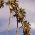 ¿El Caribe?… no, Murcia murcia parque viudes