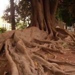 Los monumentos naturales de la ciudad de Murcia rp_arboles-Jardin-Floridablanca-Murcia-300x225.jpg