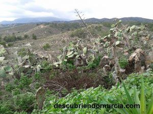 paleras en Corvera Murcia