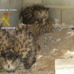 Rescatan varias aves rapaces en Archena Guardia Civil rescata rapaces Archena