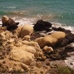 Percheles Mazarron