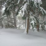 Concurso fotografía flora, fauna y paisajes Sierra Espuña Foto: Antonio Morente. 19 enero 2017
