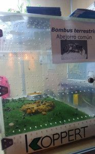 Abejas-Murcia-Region