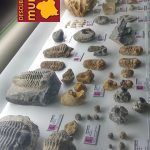 Un vecino dona 2000 fósiles al Museo Arqueológico de Cehegín Museo-Arqueologico-Cehegin