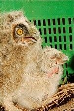 Pequeñas rapaces para Campo Cartagena y Bullas rapaces Murcia