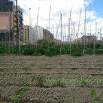Cultivar tu propio huerto en tu tiempo libre AgroOcio Murcia