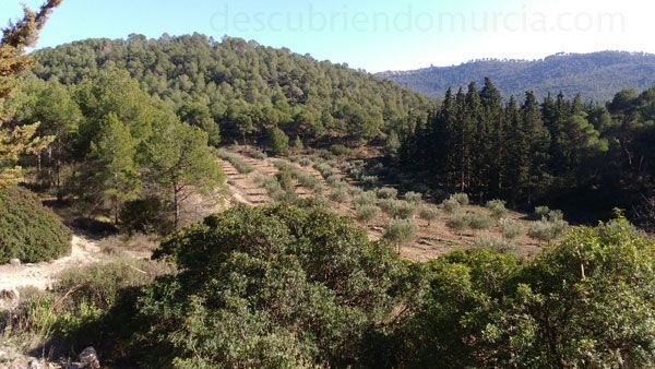 Sierra Espuna Día Internacional de los Bosques 2018 Región de Murcia
