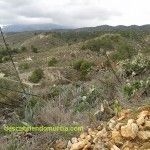 La biomasa, una alternativa energética para la industria murciana Sierra de Carrascoy Murcia