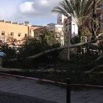 Fuertes vientos arrancan ramas en el Cuartel de Artillería y tumban palmeras en Churra rachas de viento Murcia Cuartel Artilleria