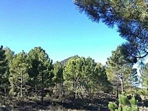 Pico-del-Buitre-Moratalla