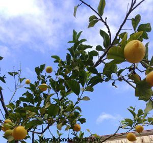 limones-murcia-limon