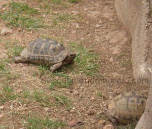 Tortuga Mora Murcia