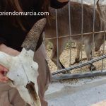 ¿El final para los ciervos de Cieza? cabra-montesa-murcia