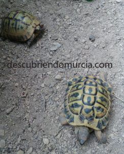 tortugas-moras-murcia