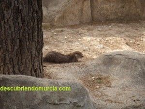 nutria Centro Recuperacion Fauna Murcia