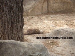 nutria Rio Segura Murcia