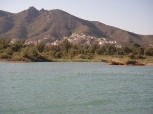 Malvasia-Cabeciblanca-rambla-de-Las-Moreras-Mazarron