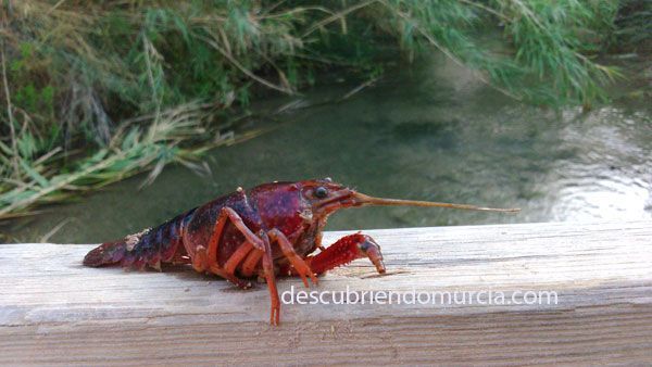 Cangrejo americano La invasión americana, en forma de cangrejo