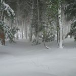 Pozos de nieve de Murcia, Totana, Orihuela, Lorca… en Sierra Espuña Nieve en Sierra Espuña el 19 enero 2017. Foto: Antonio Morente