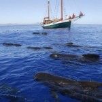 A la búsqueda de delfines y calderones con ANSE delfines-calderones-Murcia-ANSE