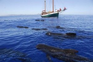 delfines-calderones-Murcia-ANSE