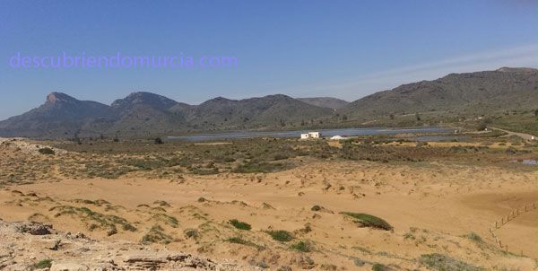 Salinas Rasall Calblanque Salinas del Rasall y Marchamalo, refugio para la fauna del Mar Menor