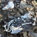 Electrocutadas cuatro águilas culebreras en Ulea Aguila culebrera
