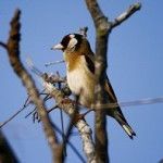 ANSE y SEO/BirdLife organizan la charla Sacre/Noctua-Murcia 2014 ANSE y SEOBirdLife organizan la charla SacreNoctua Murcia 2014
