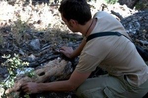 rastreo no invasivo de la fauna Murcia