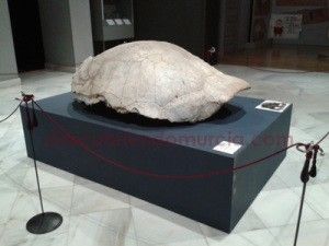Tortugas-Gigantes-Murcia