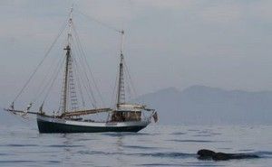 ballenas delfines Murcia