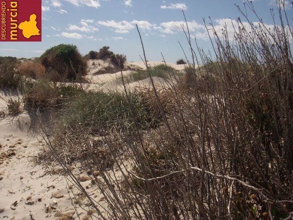 dunas salinas pinatar Preparando las dunas del Mar Menor para el otoño