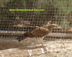 Aguila Culebrera Murcia