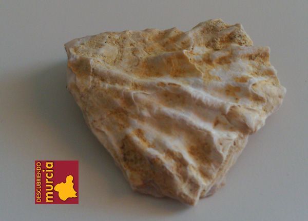 Bolnuevo mazarron fosil Vieiras, berberechos y almejas en la Bahía de Mazarrón