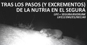 Nutria-rio-Segura-Murcia
