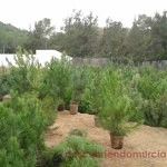 Estas Navidades, coloca un pino en tu casa Vivero-Forestal-El-Valle