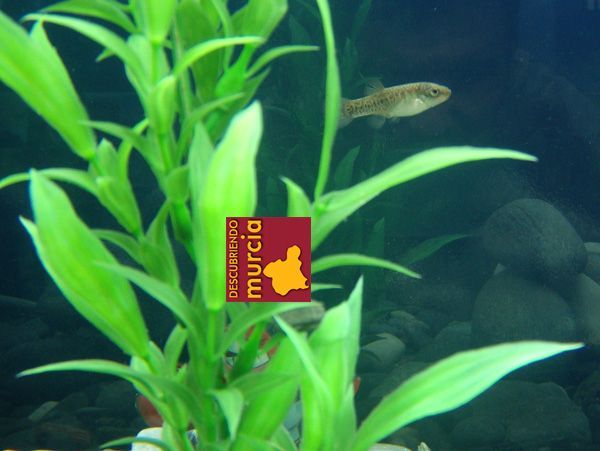 fartet mar menor En peligro los caballitos de mar y el fartet del Mar Menor