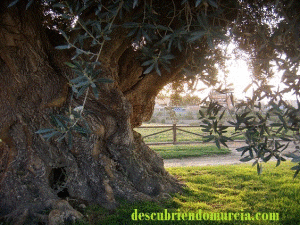 Dieta Mediterranea