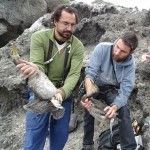 Cormoranes Moñudos del litoral murciano en «Peligro Crítico» Cormoranes