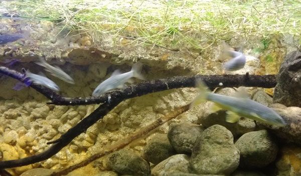 Acuario-Universidad-Murcia-rio-Segura