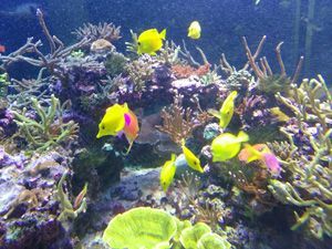 Acuario-Universidad-Murcia