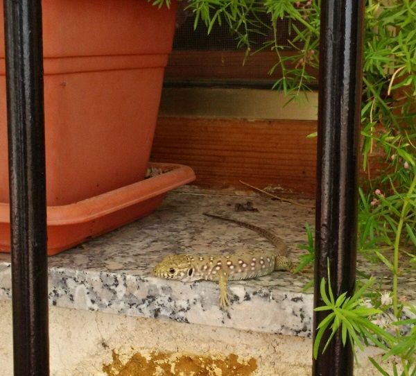 lagarto