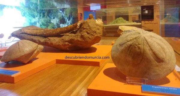 murcia-paleontologia